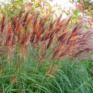 Ozdobnica čínska (Miscanthus sinensis) ´RED CHIEF´, kont. C2L